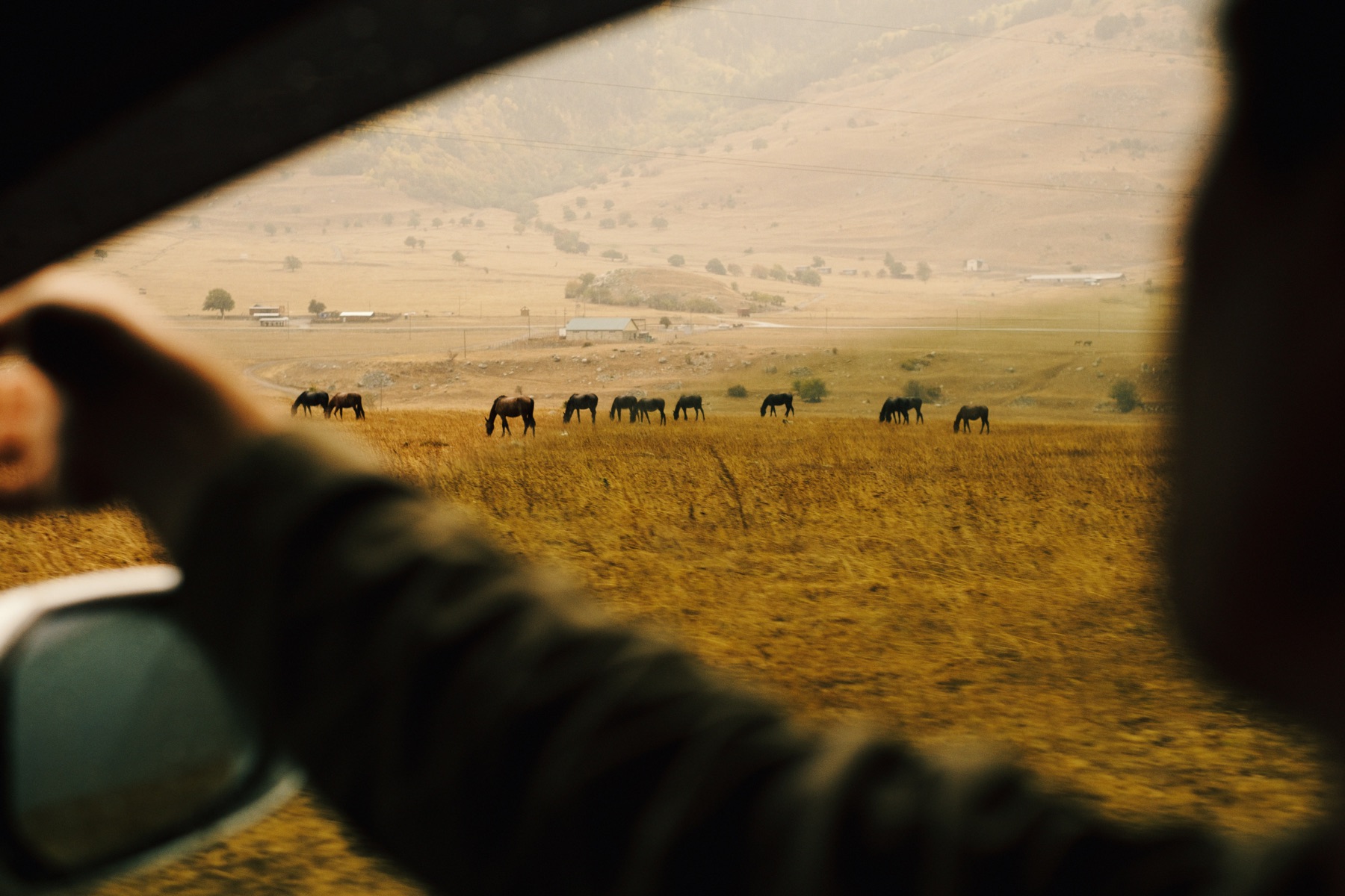 Horses grazing in a golden field, seen through a car window